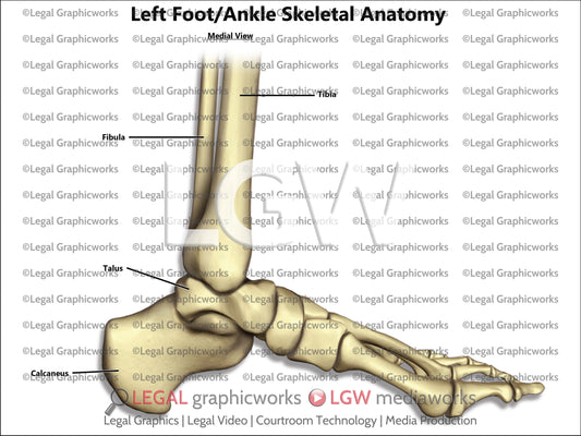 Left Foot/Ankle Skeletal Anatomy