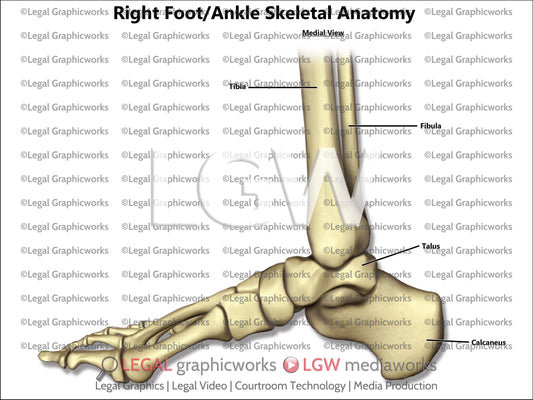Right Foot/Ankle Skeletal Anatomy