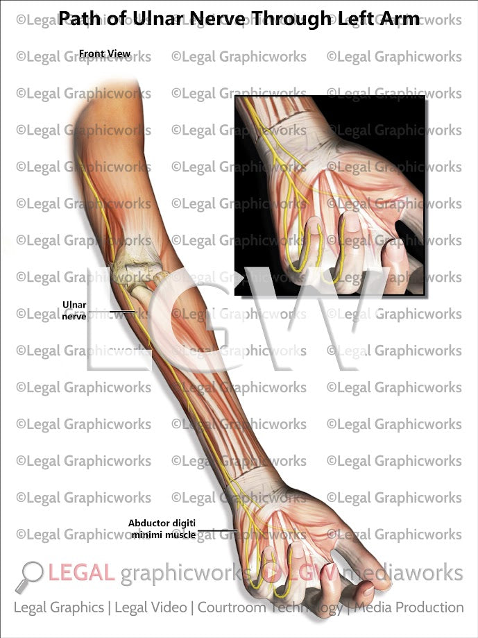 Path of Ulnar Nerve Through Left Arm