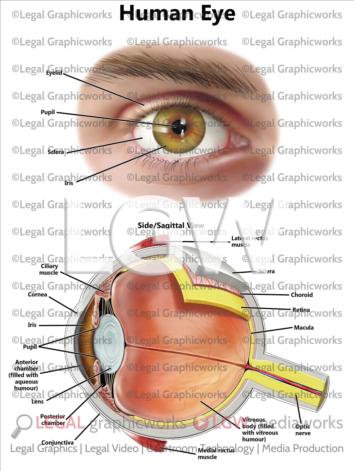 Human Eye