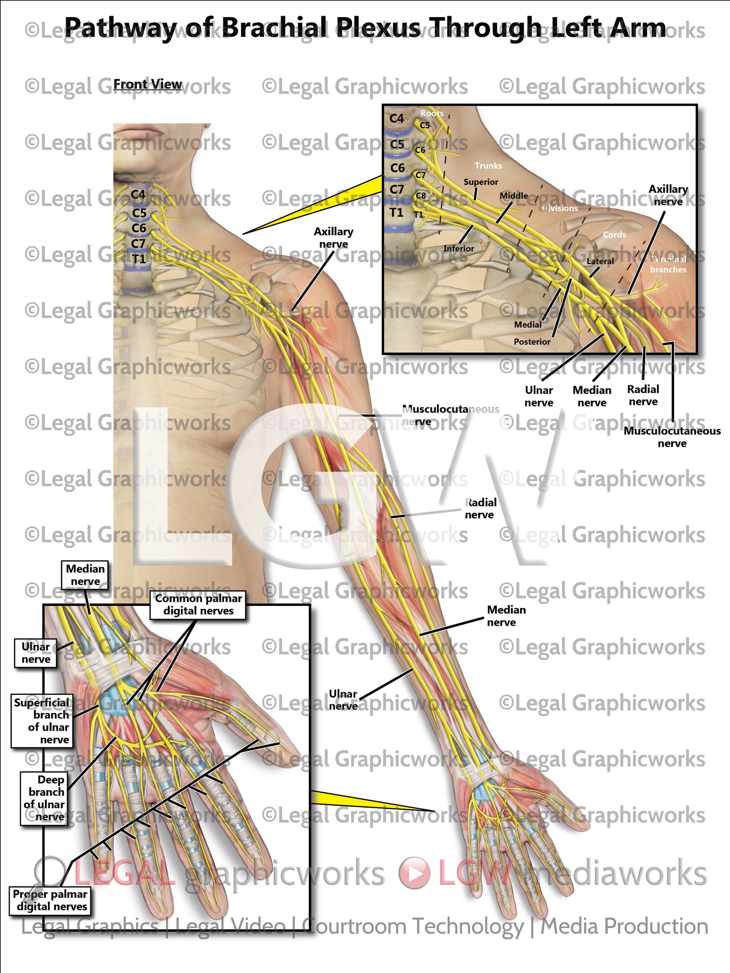 Pathway of Brachial Plexus Through Left Arm