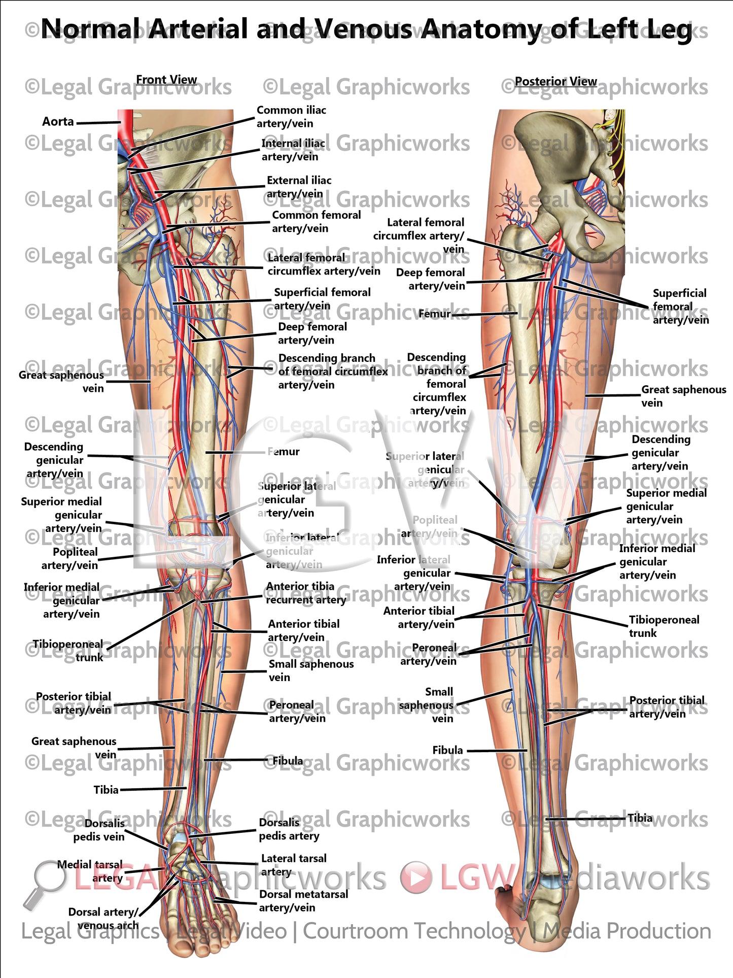Normal Arterial and Venous Anatomy of Left Leg