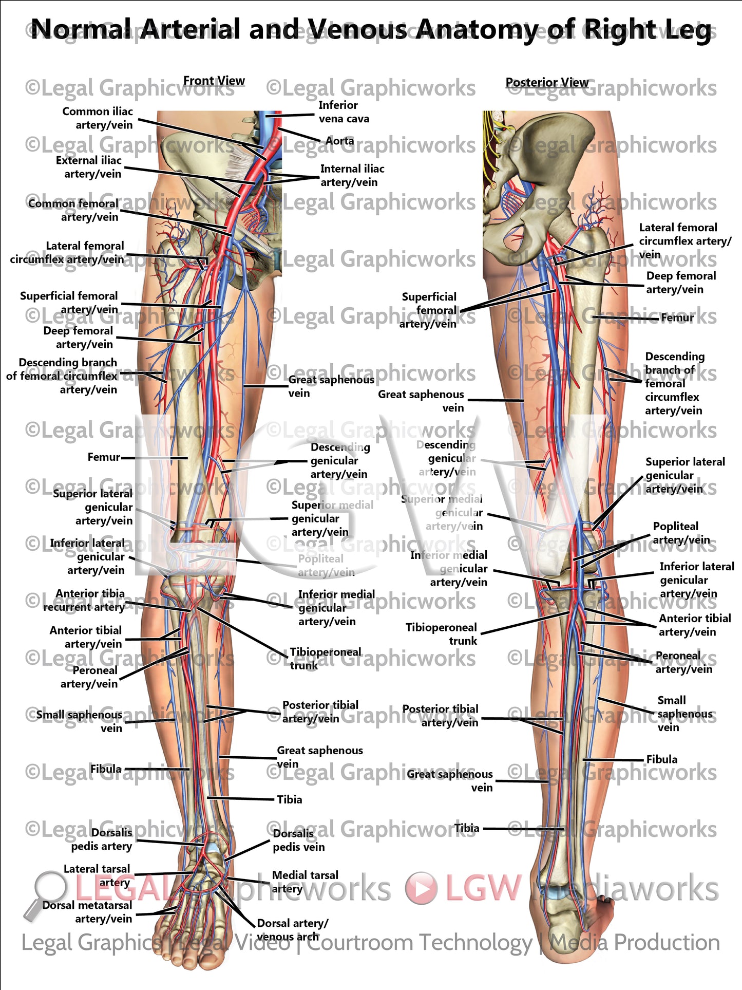 Normal Arterial and Venous Anatomy of Right Leg