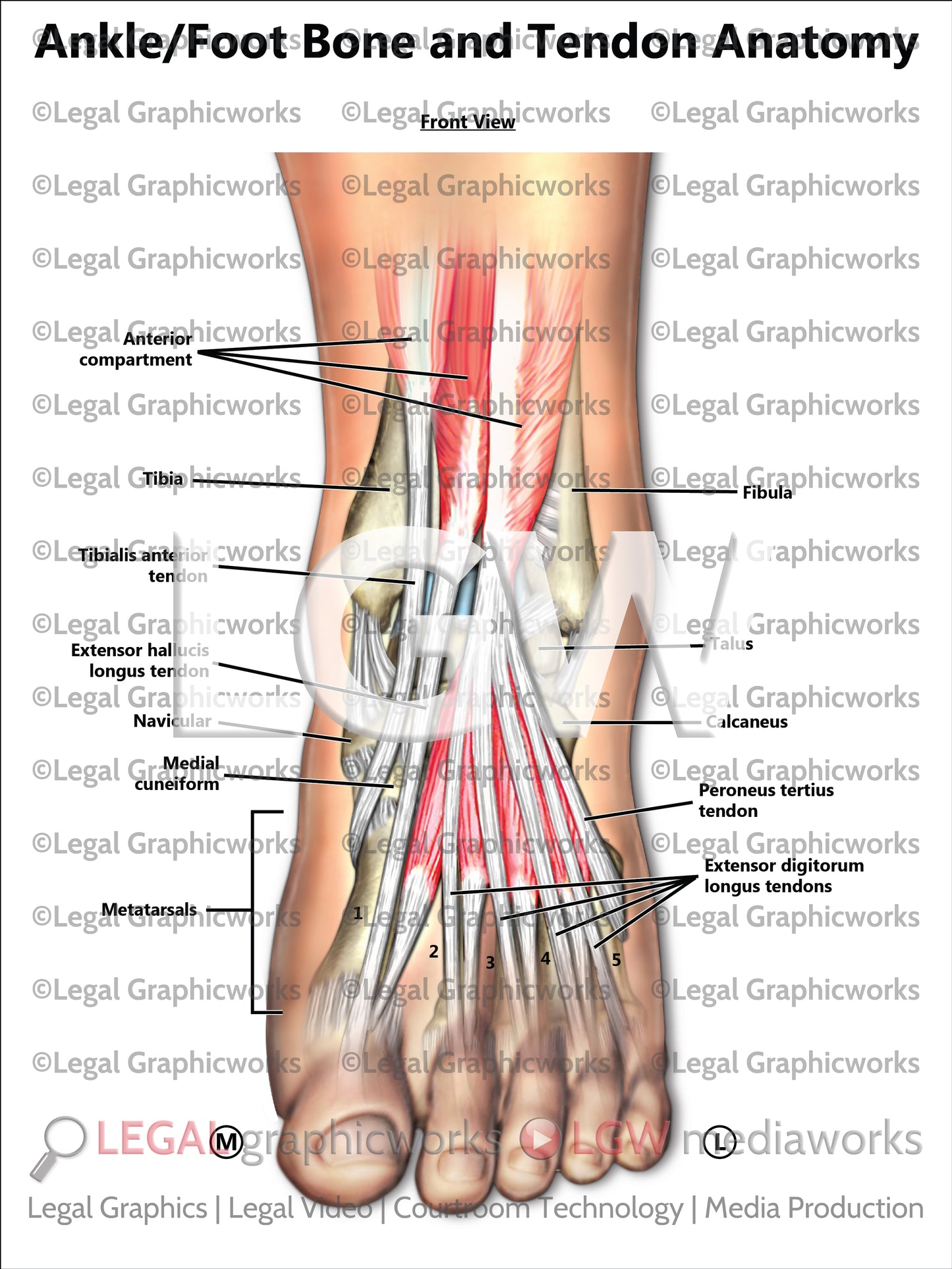 Ankle/Foot Bone and Tendon Anatomy