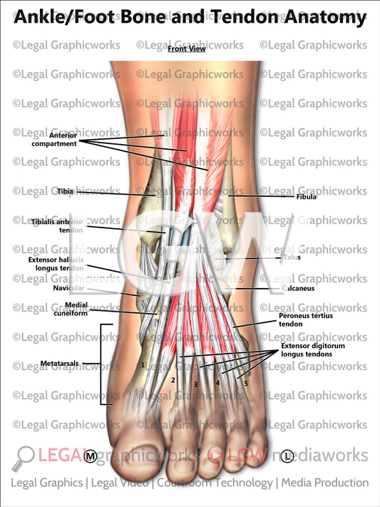 Ankle/Foot Bone and Tendon Anatomy