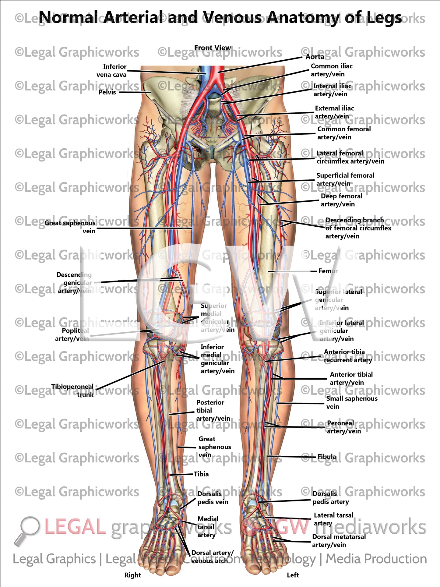 Normal Arterial and Venous Anatomy of Legs