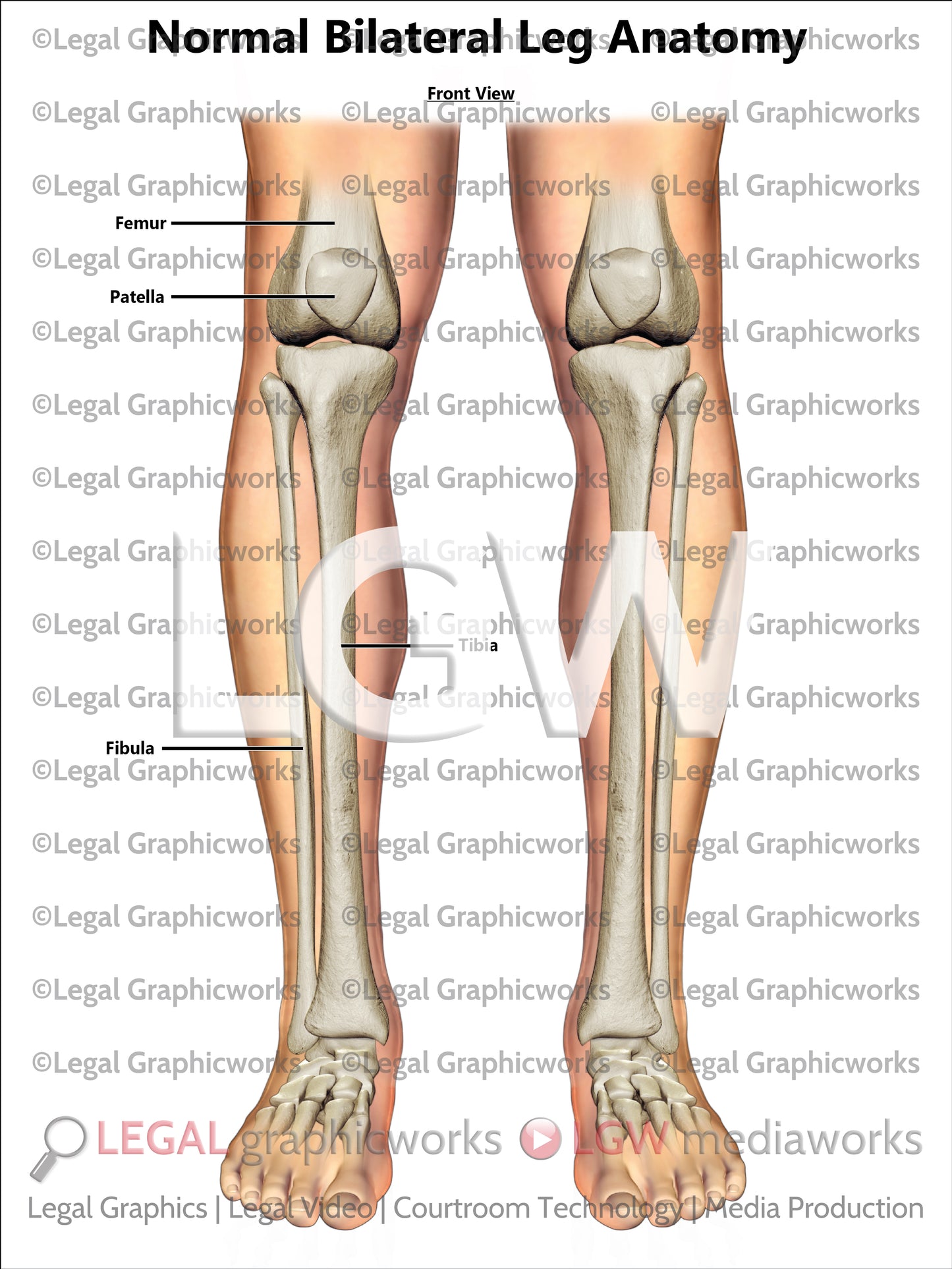 Normal Bilateral Leg Anatomy