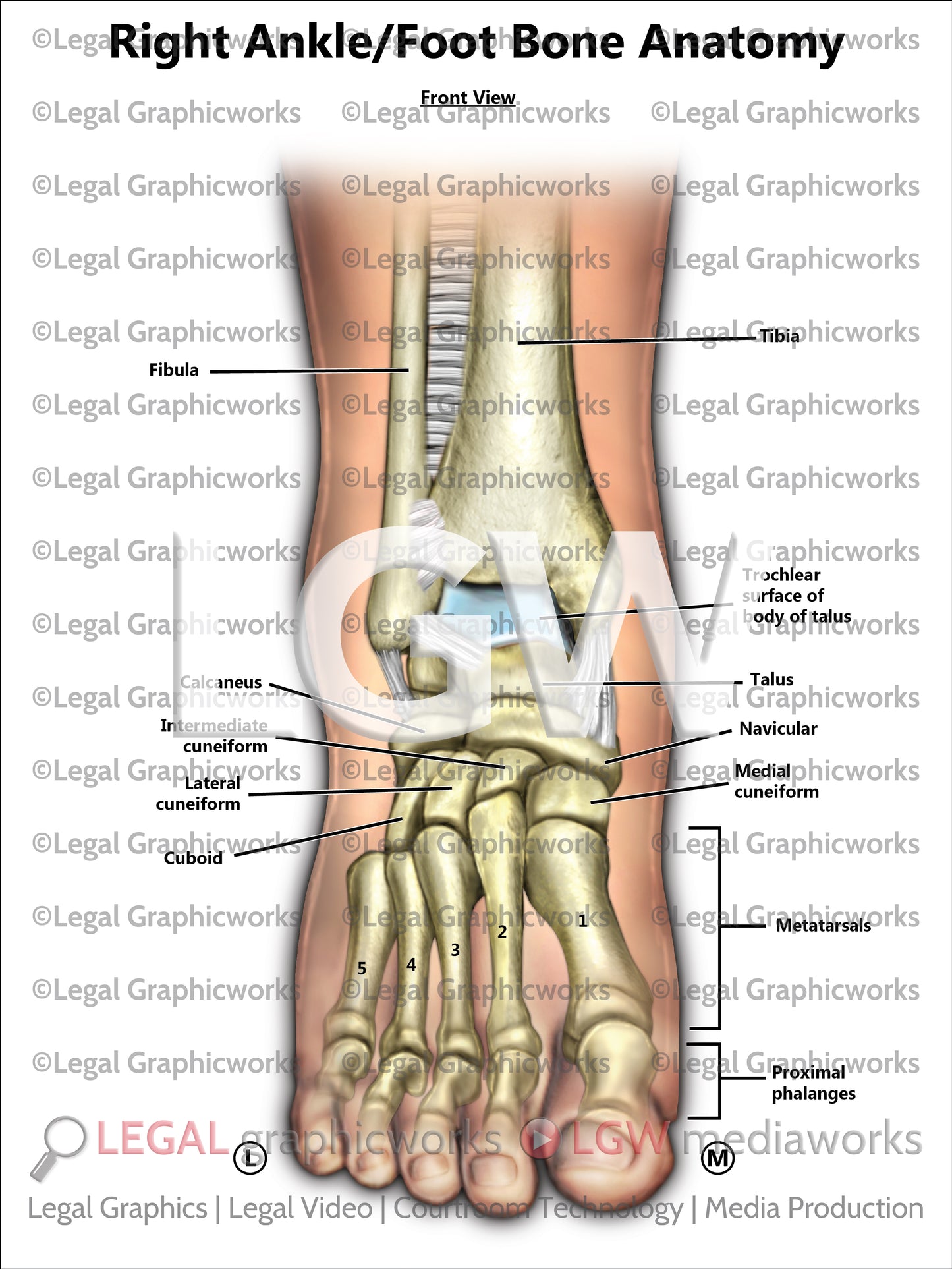 Right Ankle/Foot Bone Anatomy