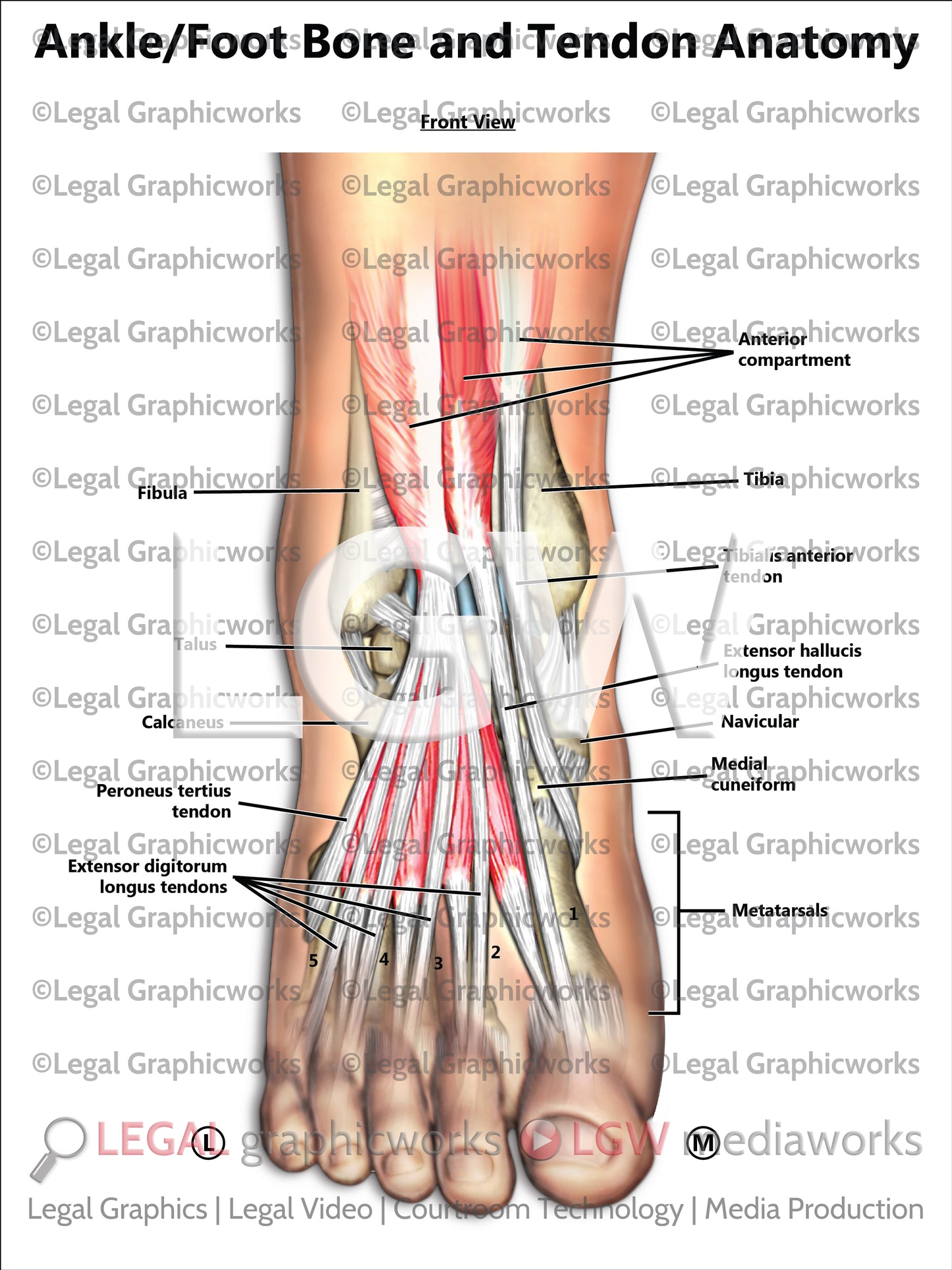Ankle/Foot Bone and Tendon Anatomy