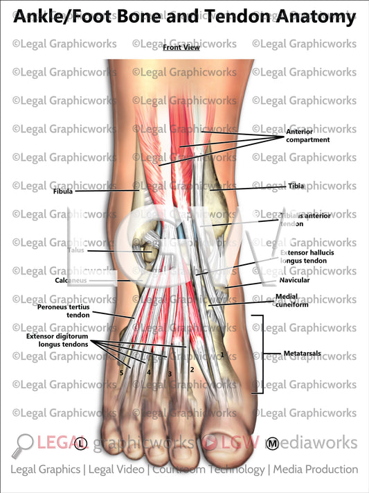 Ankle/Foot Bone and Tendon Anatomy