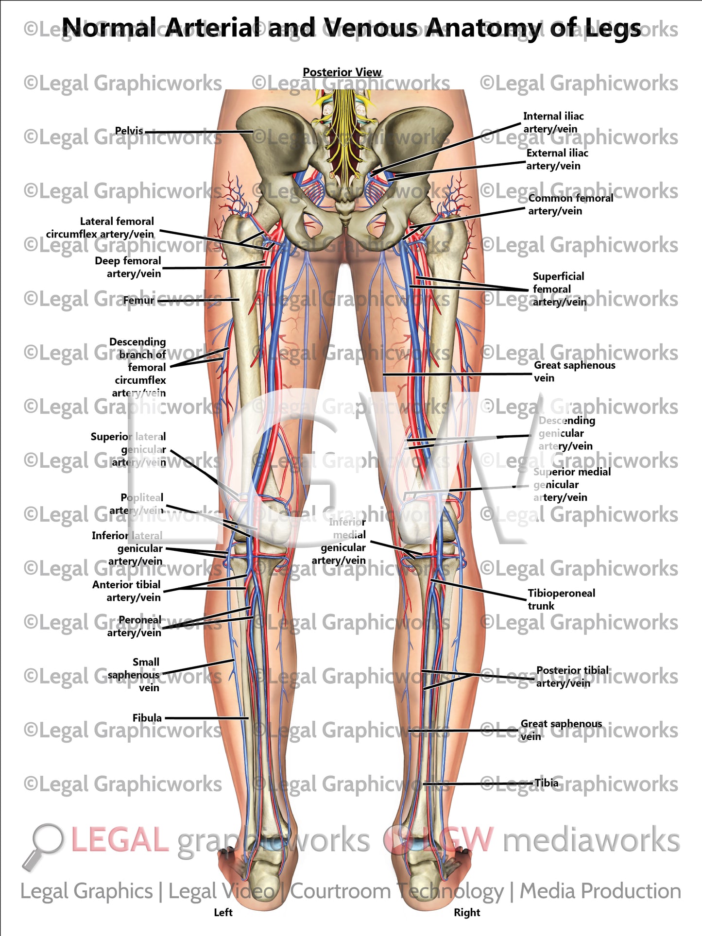 Normal Arterial and Venous Anatomy of Legs