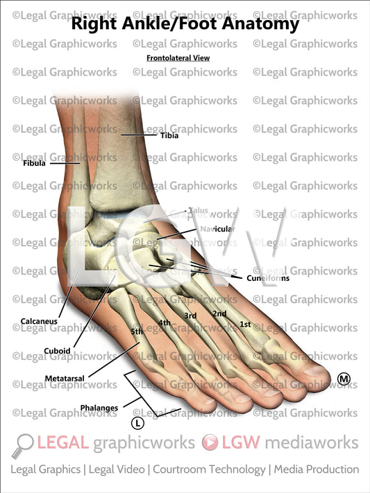 Right Ankle/Foot Anatomy