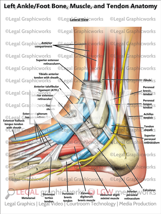 Left Ankle/Foot Bone, Muscle, and Tendon Anatomy