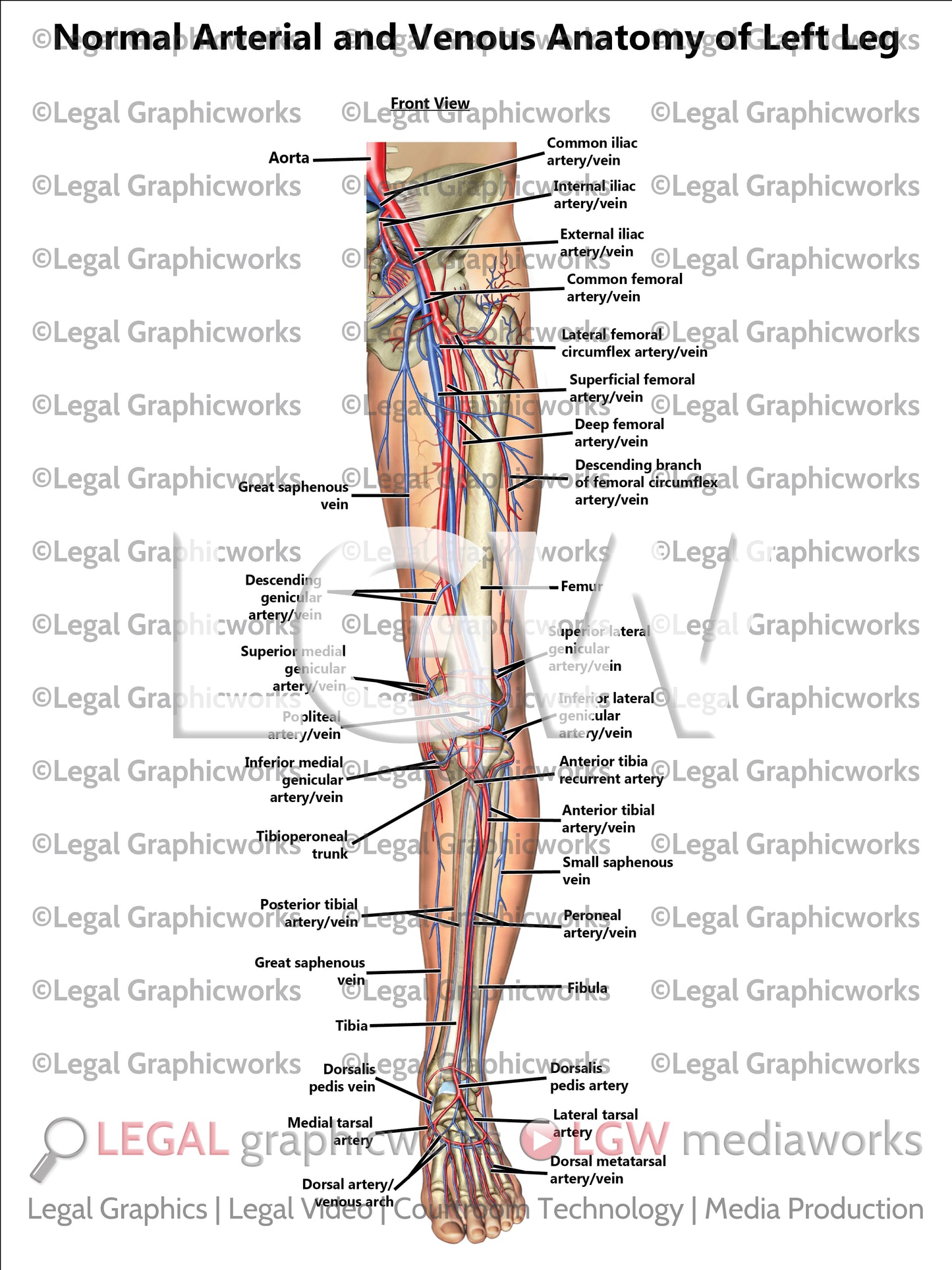 Normal Arterial and Venous Anatomy of Left Leg