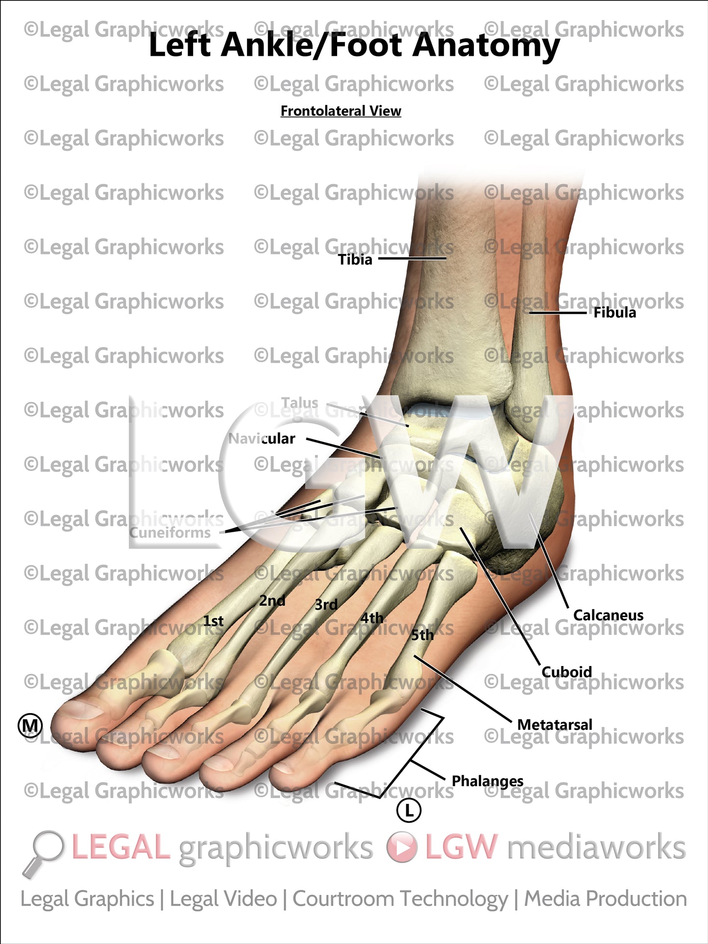 Left Ankle/Foot Anatomy