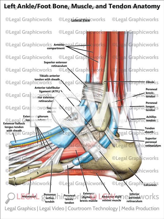 Left Ankle/Foot Bone, Muscle, and Tendon Anatomy