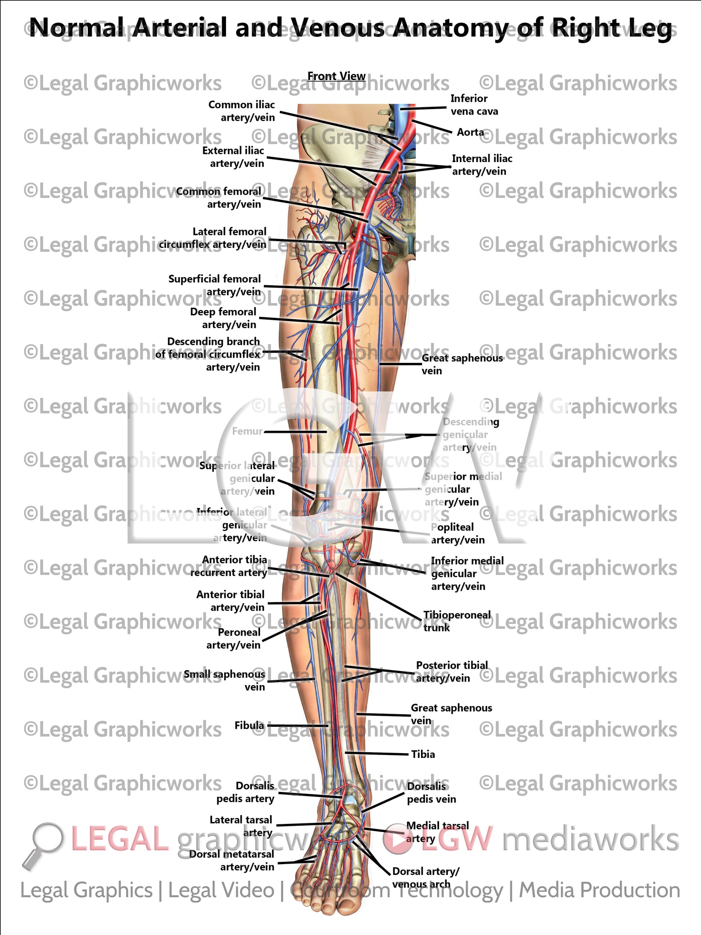 Normal Arterial and Venous Anatomy of Right Leg