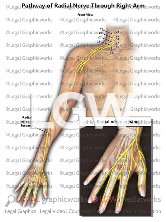 Pathway of Radial Nerve through Right Arm