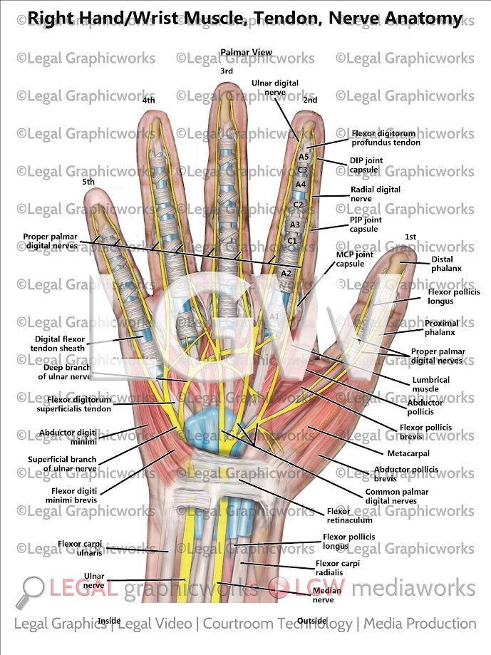Right Hand/Wrist Muscle, Tendon, Nerve Anatomy