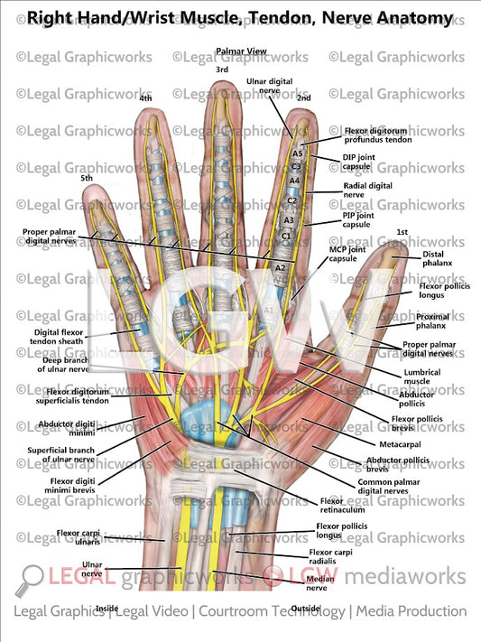 Right Hand/Wrist Muscle, Tendon, Nerve Anatomy