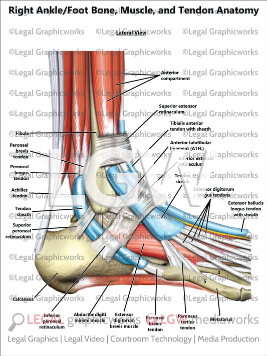 Right Ankle/Foot Bone, Muscle, and Tendon Anatomy