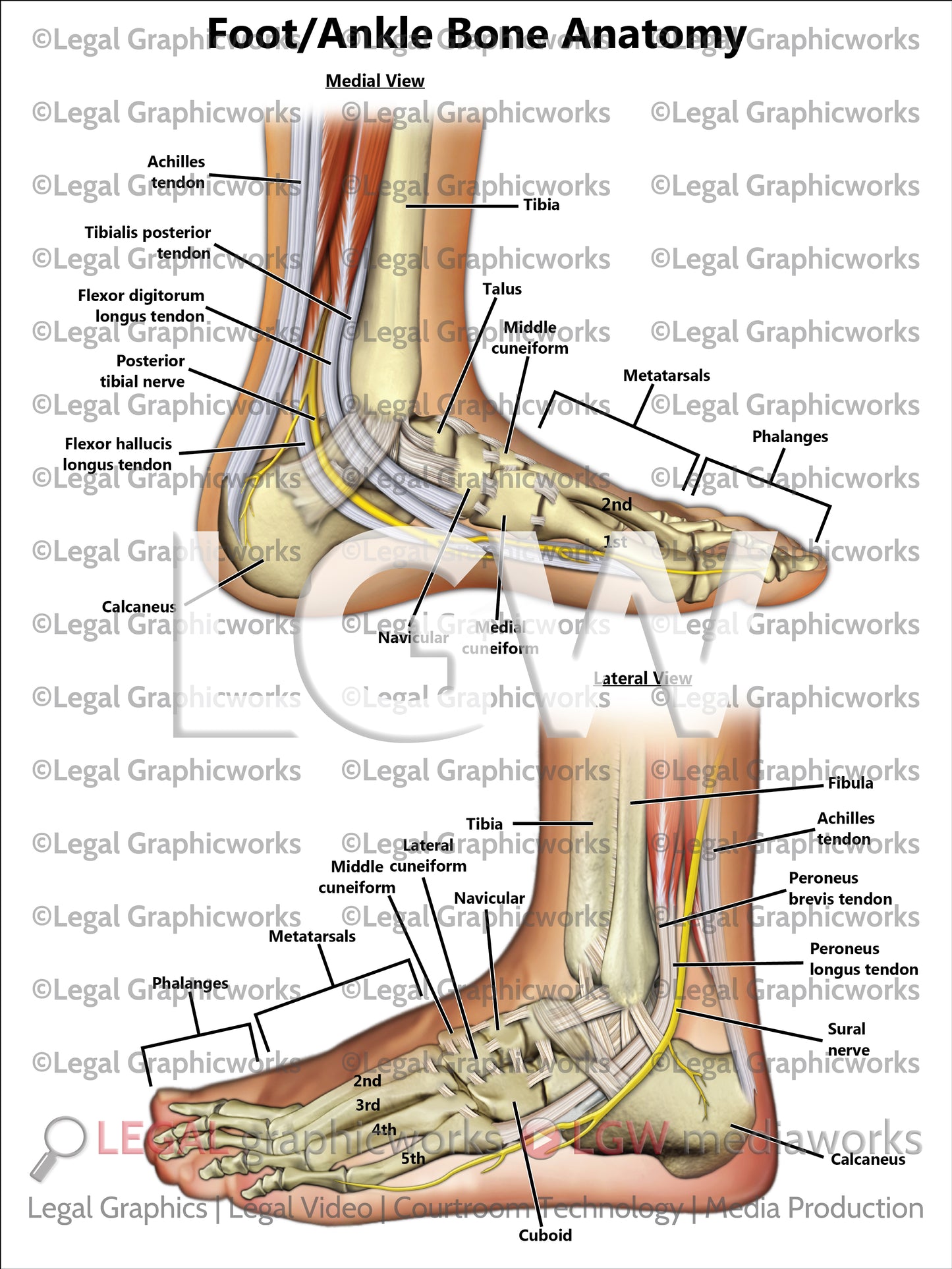 Foot/Ankle Bone Anatomy