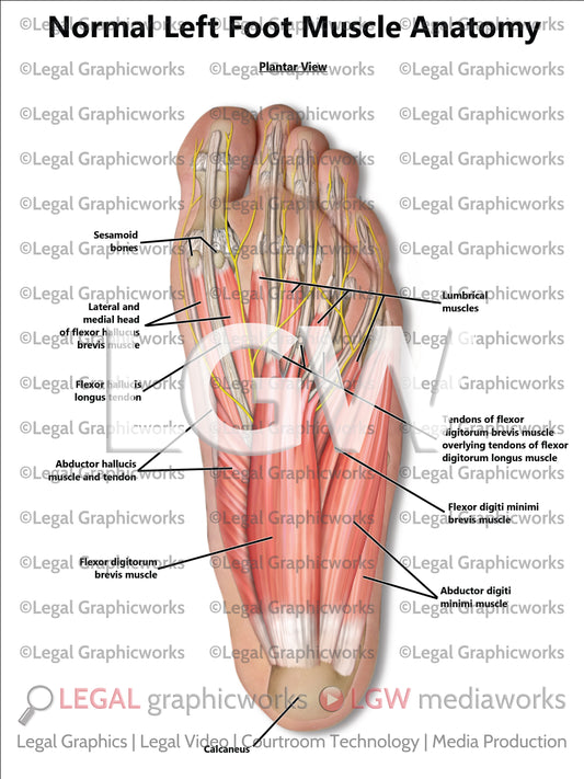 Normal Left Foot Muscle Anatomy
