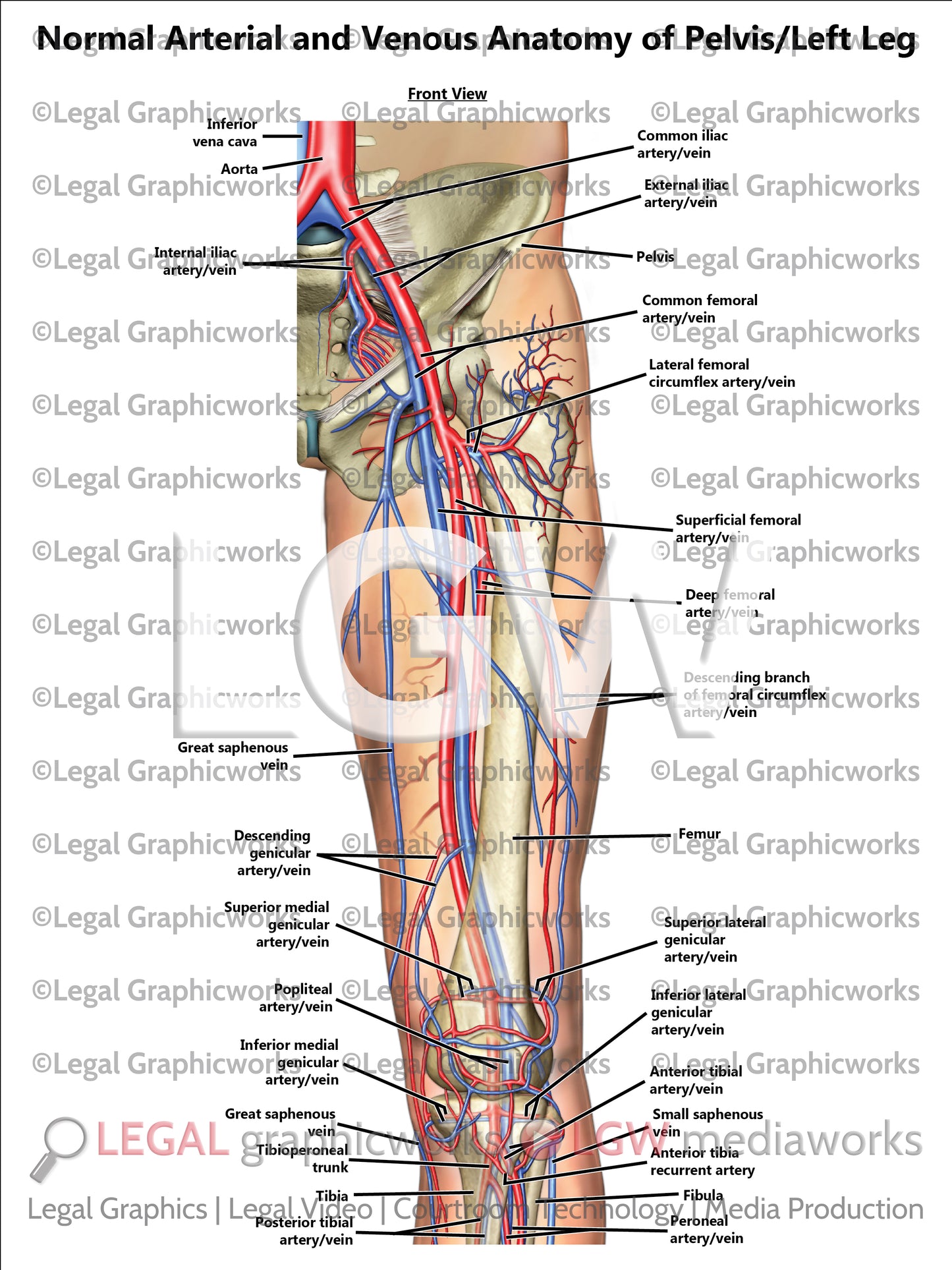 Normal Arterial and Venous Anatomy of Pelvis/Left Leg