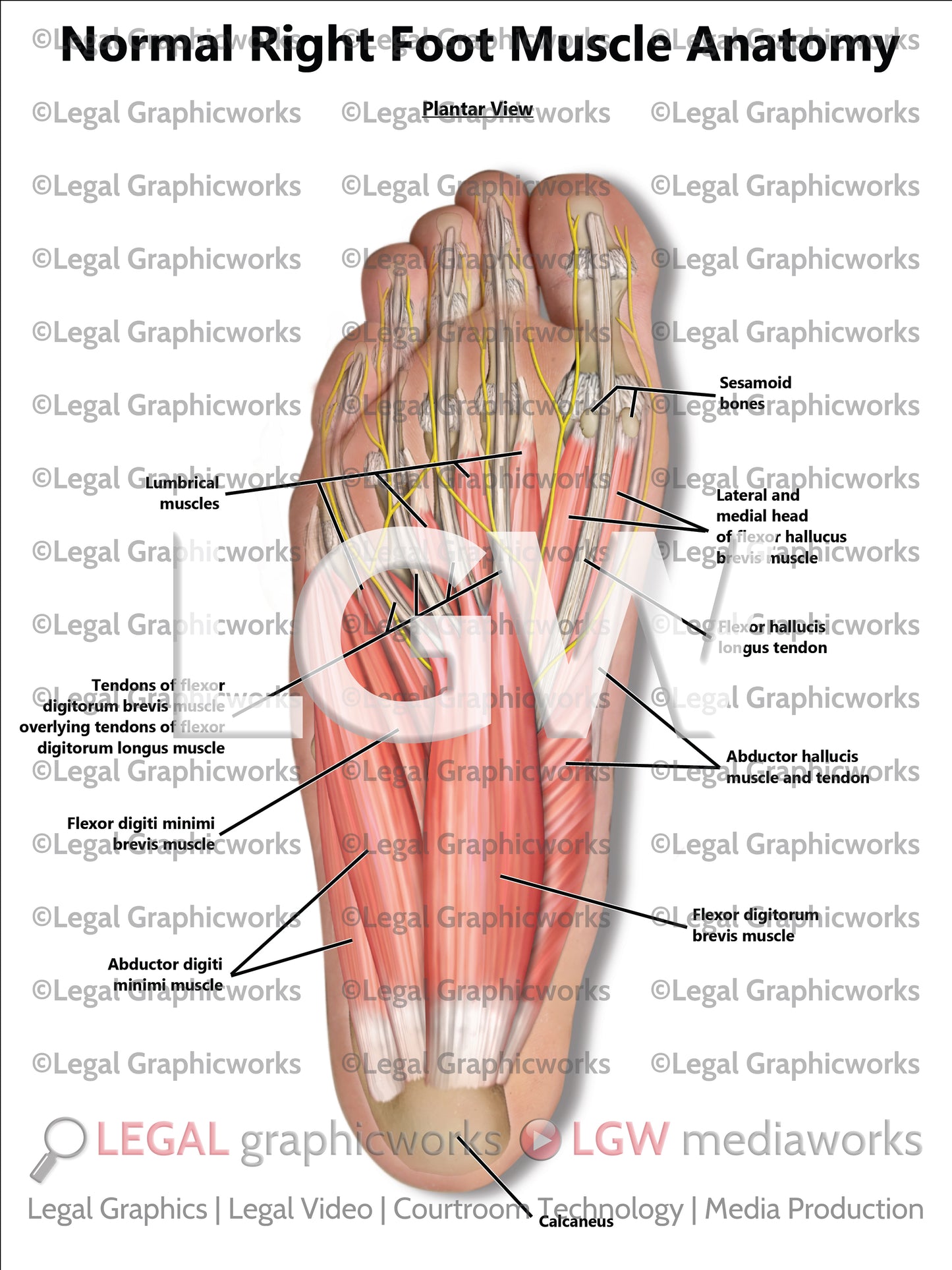 Normal Right Foot Muscle Anatomy
