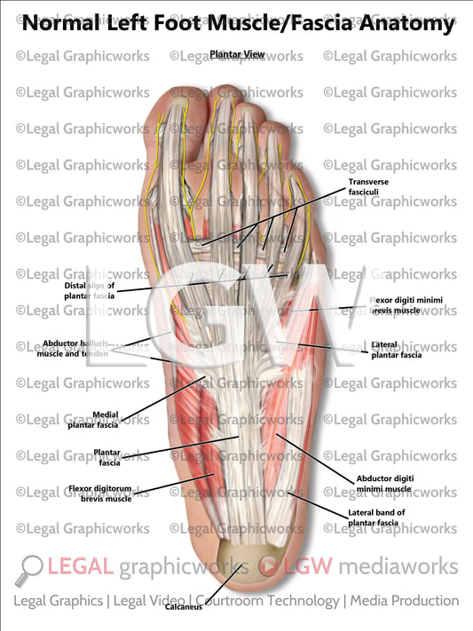 Normal Left Foot Muscle/Fascia Anatomy