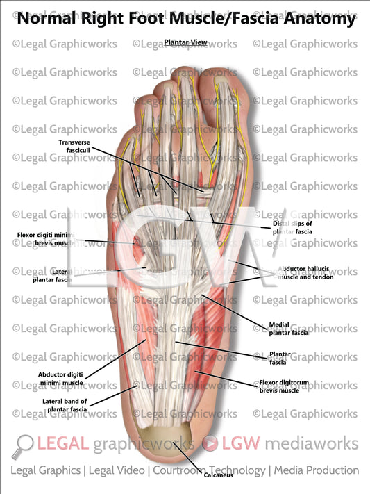 Normal Right Foot Muscle/Fascia Anatomy