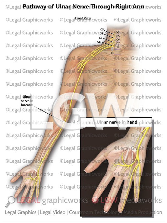 Pathway of Ulnar Nerve through Right Arm