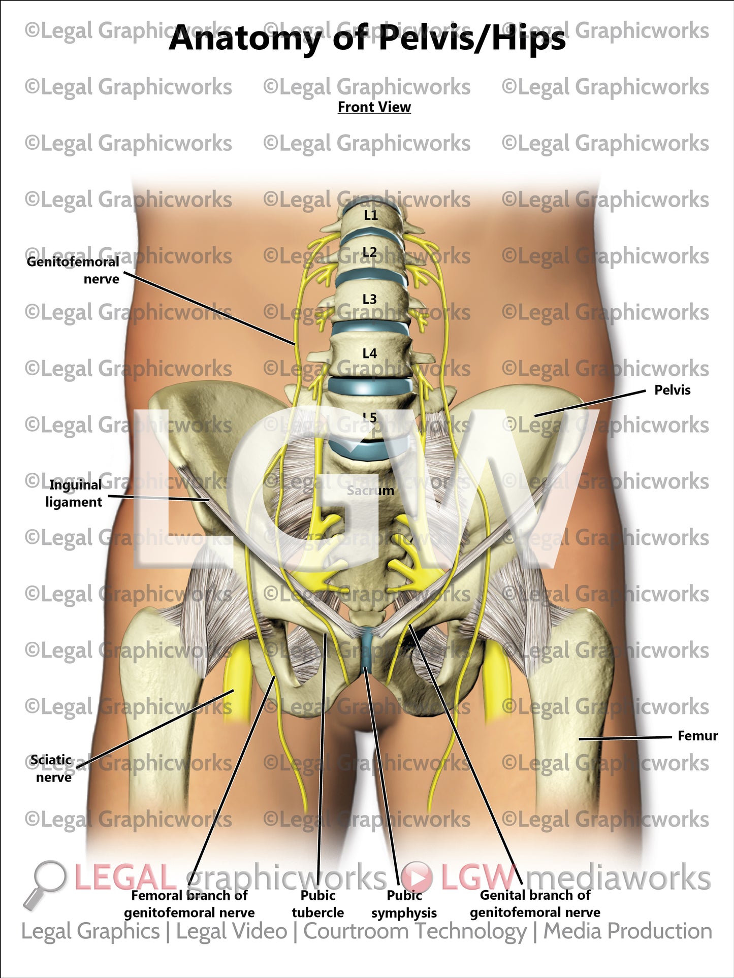 Anatomy of Pelvis/Hips