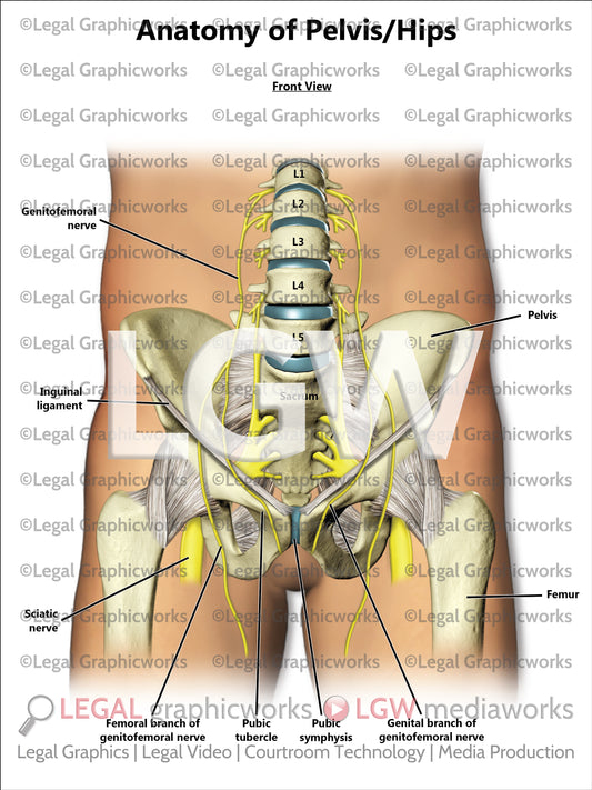 Anatomy of Pelvis/Hips