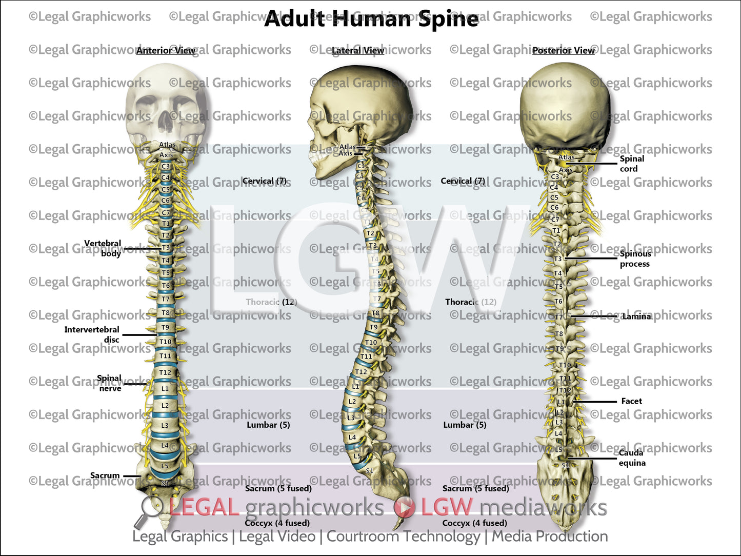 Adult Human Spine