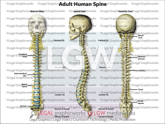 Adult Human Spine
