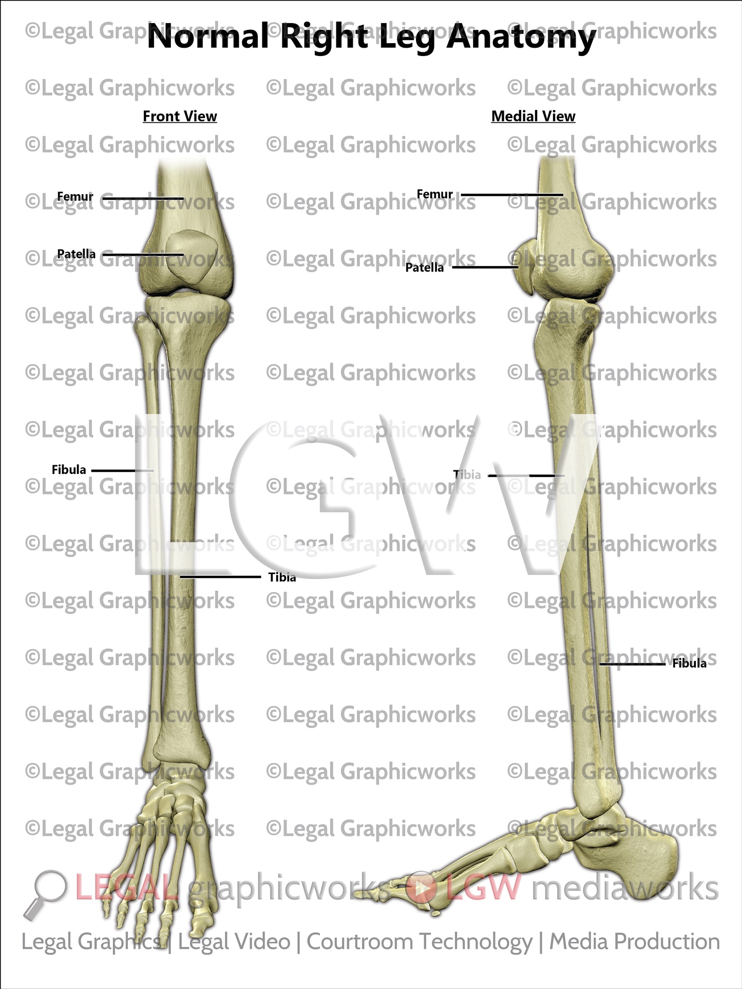 Normal Right Leg Anatomy