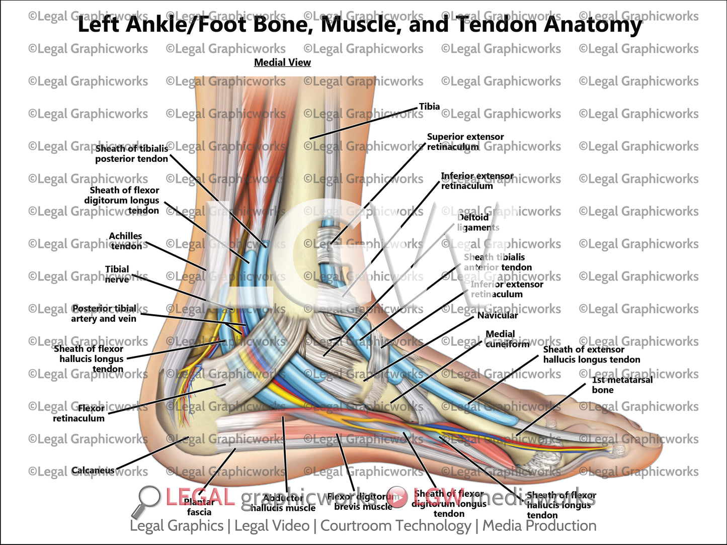 Left Ankle/Foot Bone, Muscle, and Tendon Anatomy