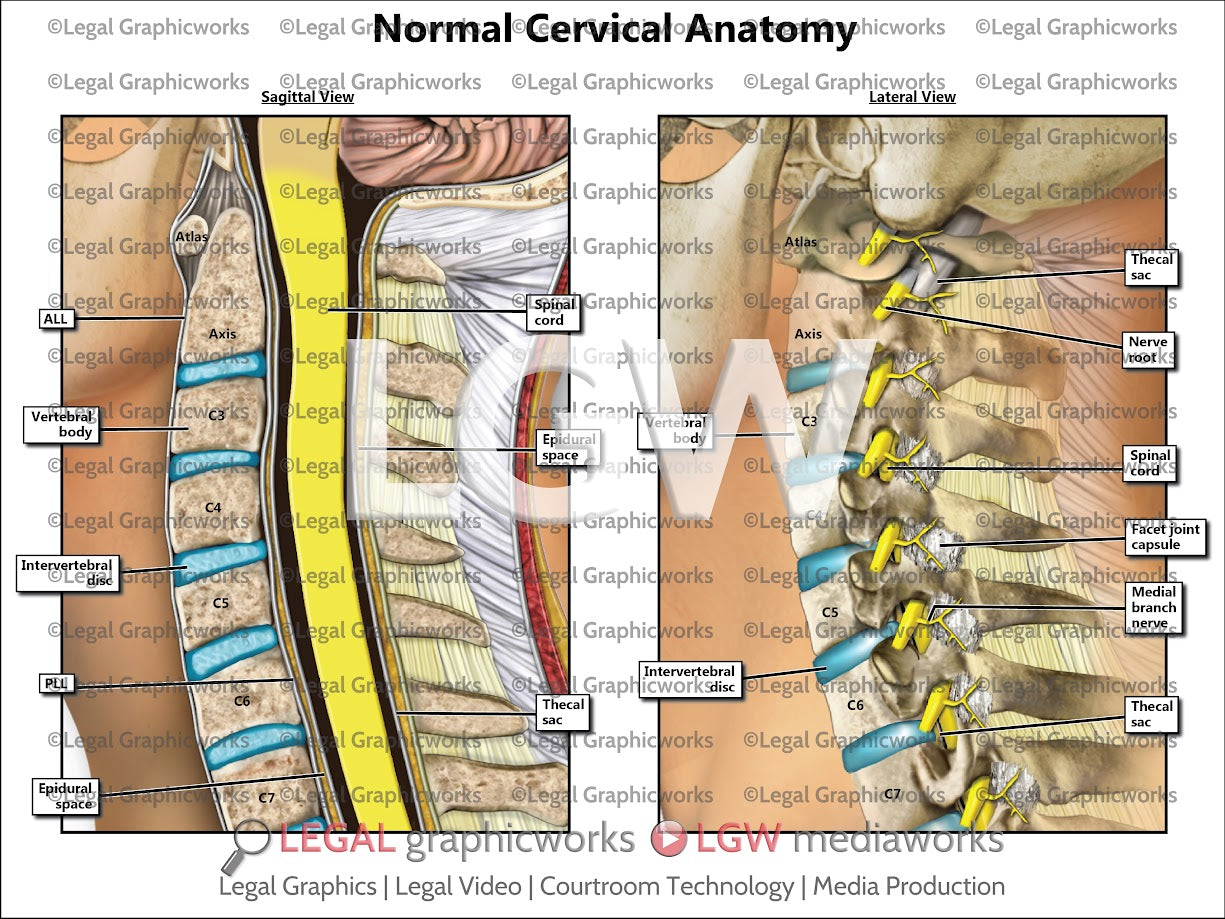 Normal Cervical Anatomy