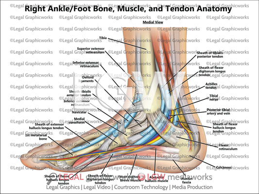 Right Ankle/Foot Bone, Muscle, and Tendon Anatomy