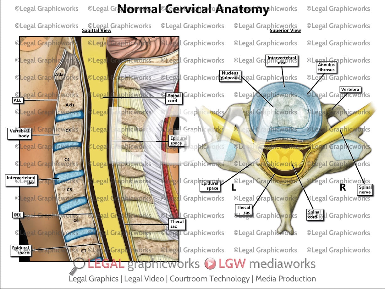 Normal Cervical Anatomy