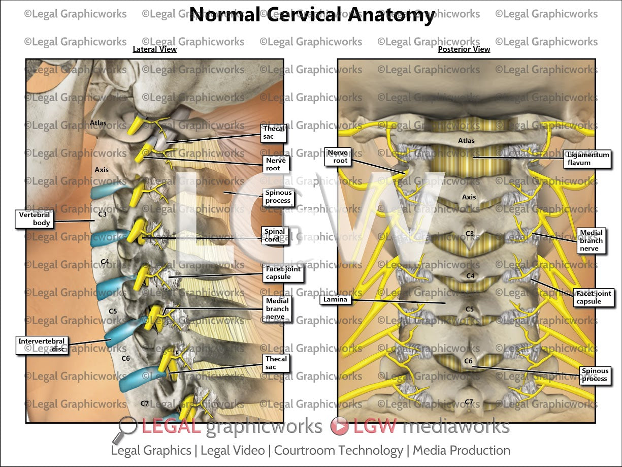 Normal Cervical Anatomy