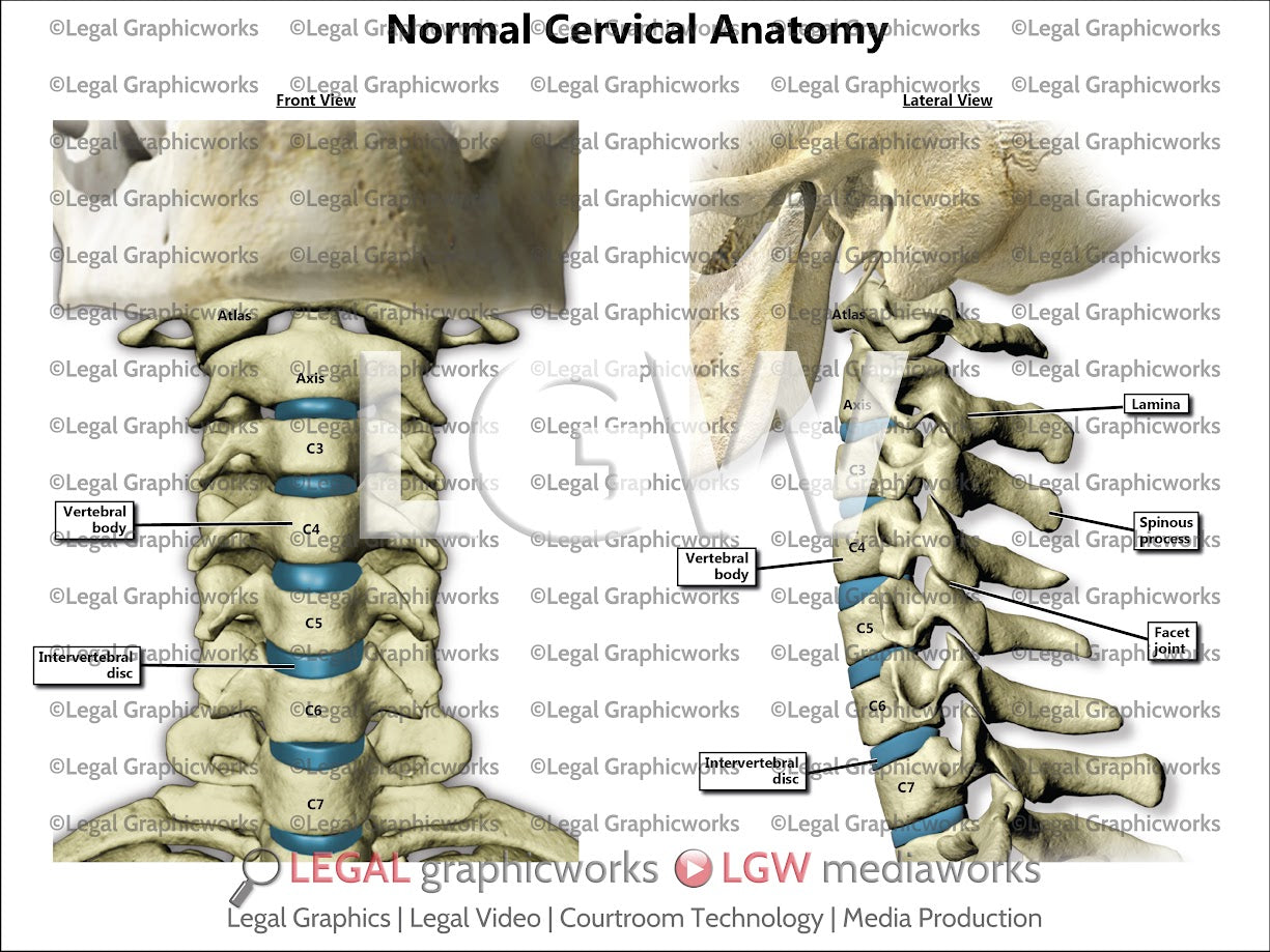 Normal Cervical Anatomy