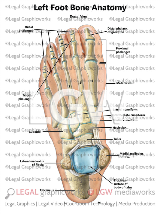 Left Foot Bone Anatomy