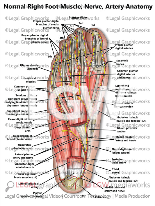 Normal Right Foot Muscle, Nerve, Artery Anatomy