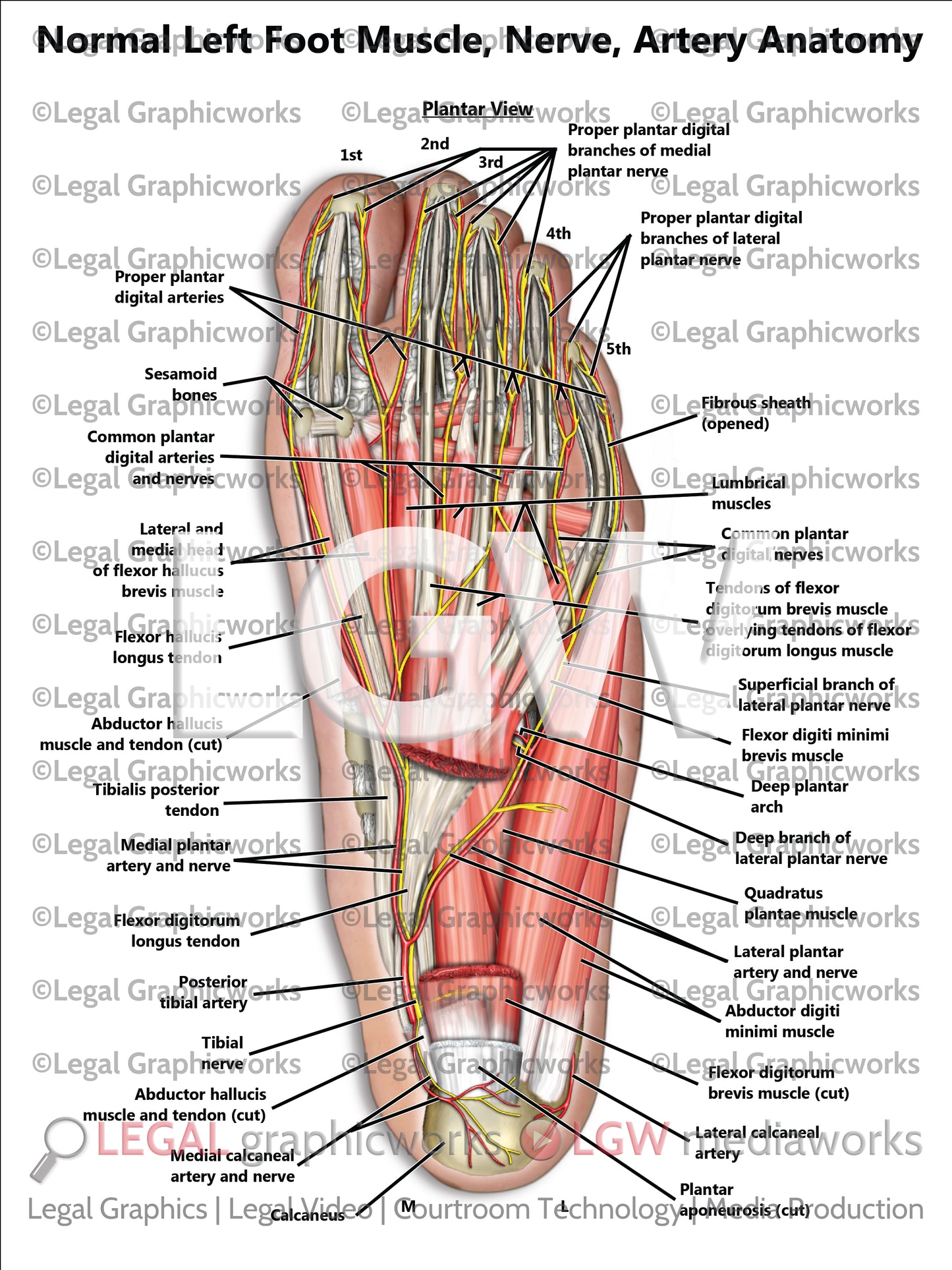 Normal Left Foot Muscle, Nerve, Artery Anatomy