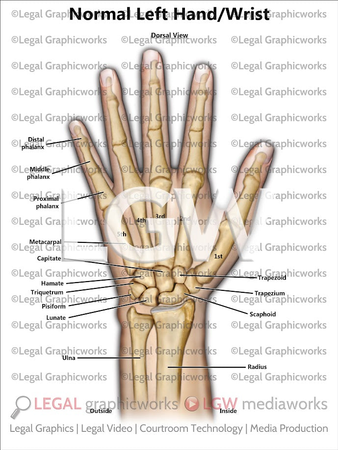 Normal Left Hand/Wrist