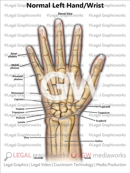 Normal Left Hand/Wrist