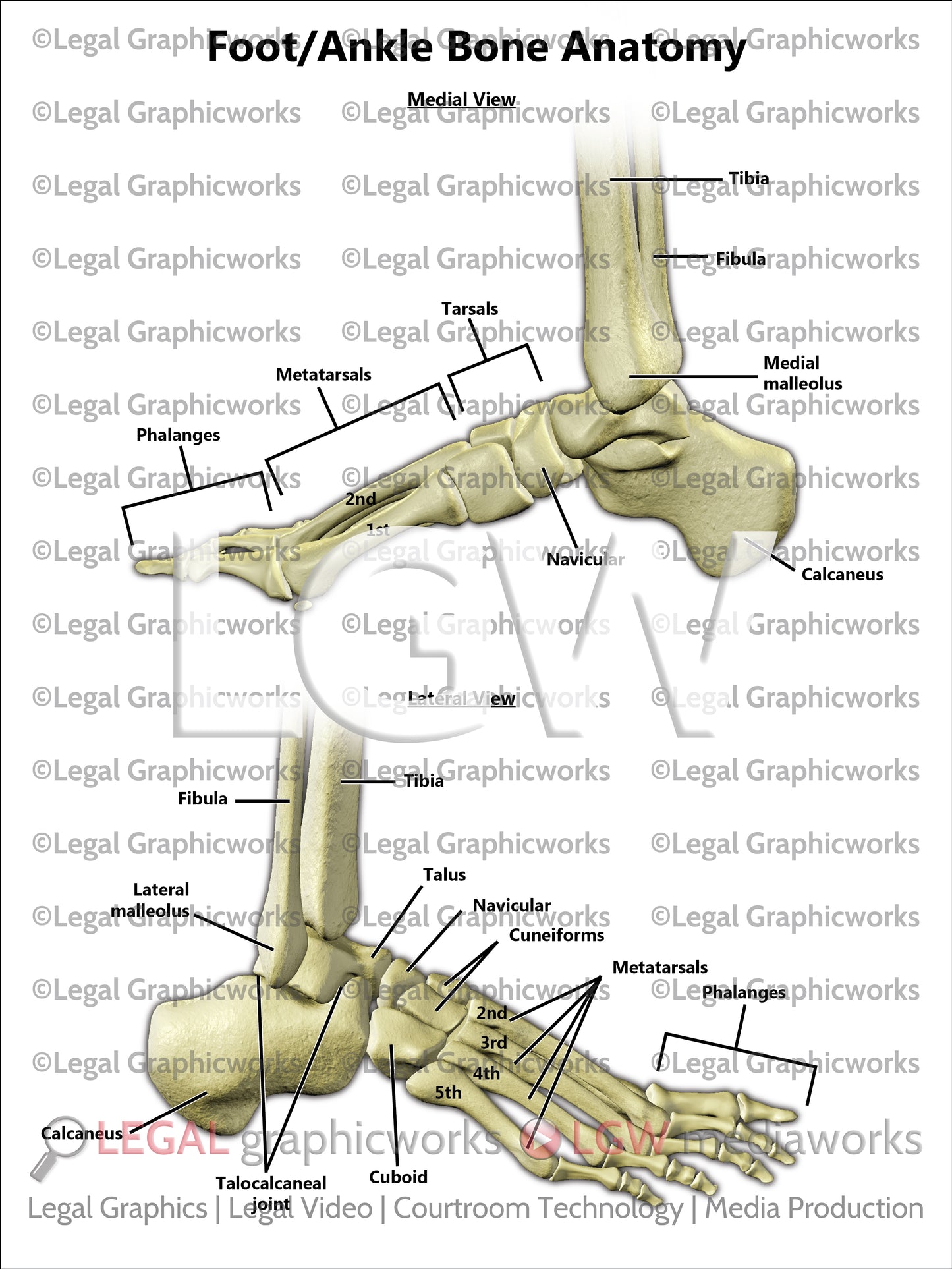 Foot/Ankle Bone Anatomy