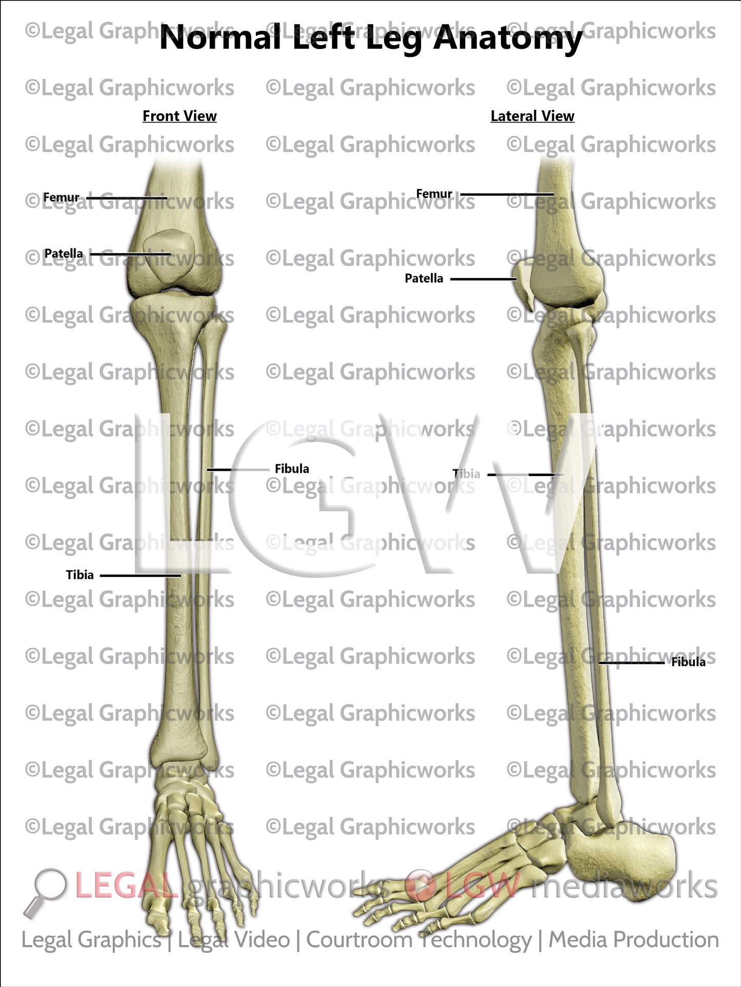 Normal Left Leg Anatomy